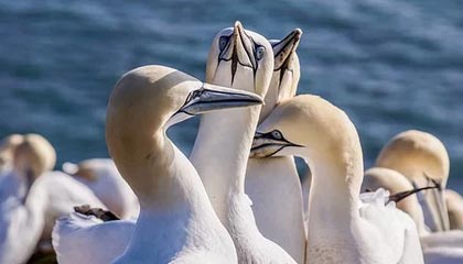 上海上港赢得紧张比赛，成功晋级下一轮