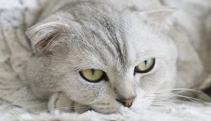 拜仁慕尼黑中场组织秩序井然，稳固领先优势